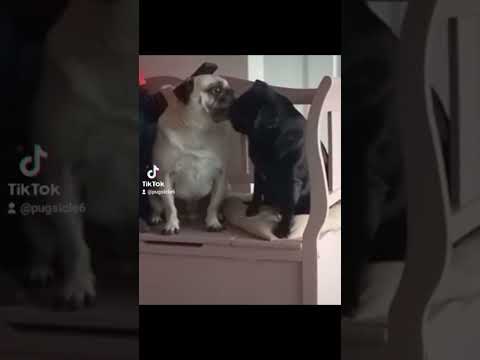 Adorable pug love puppy love #animallove #animallover #adorable #petlover #pug #puglovers #subscribe