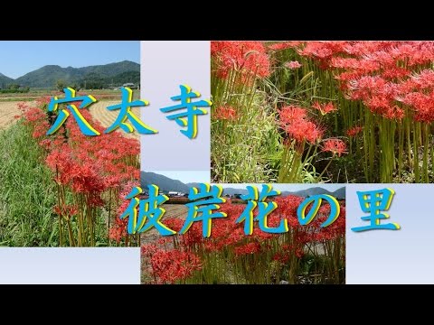 【Kansai Outing Spot】A cluster amaryllis that blooms in Anou temple