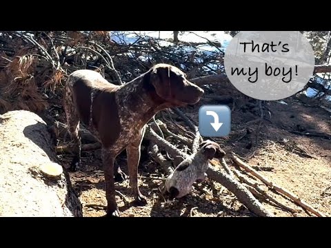 DAY 49!  #cute #puppy #love #motivation #germanshorthairedpointer #sweet #hunting #gsp #piano #art