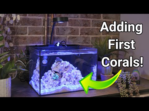 Cycling & Adding First Corals to the Reef Casa Studio 12 | Nano Reef Tank Setup Part 3