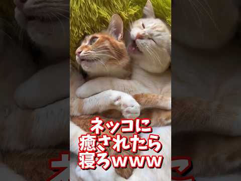 ネッコの動画で癒されたら寝ろｗｗｗ　#2ch #2ch動物スレ #2ch面白いスレ #動物 #犬 #猫 #癒やし #ねこ