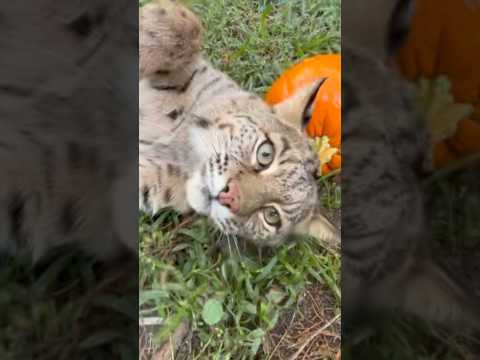 Florida Bobcat Cold WeatherCuddles! #youtubeshorts #florida #bobcat