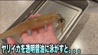 ヤリイカを透明醤油に泳がして作る沖漬けが最高すぎる！！　#shorts