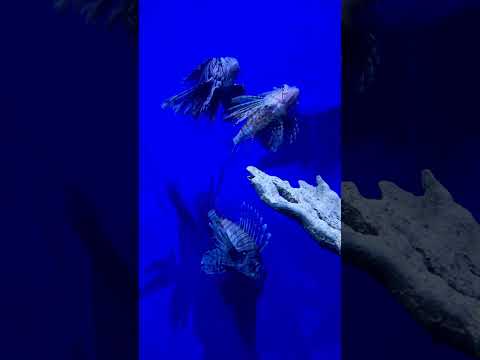 Lion Fish, Florida’s Invasive Species (Florida Aquarium)