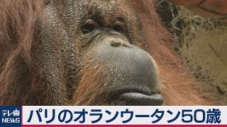 フランスの超有名オランウータン50歳