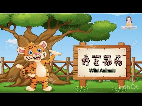 野生动物 Wild Animals｜科学｜学前教育