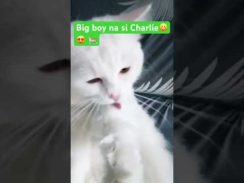 Adorable cat.. busy cleaning his hands 😆✌️| self grooming 😂😂