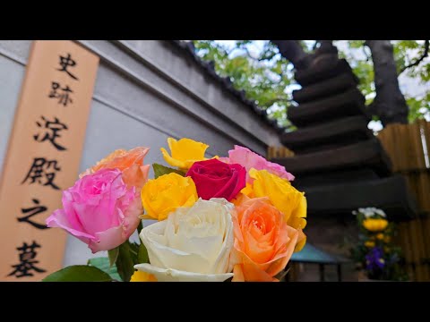 淀殿(茶々)お墓参り 薔薇と菊と鐘 20240210 酒と泪と女(ラストサムライ)