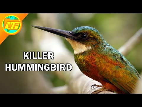 Huge Carnivorous Hummingbird VIOLATES Its Prey - The Jacamar