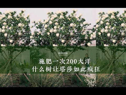 施肥一次200大洋 ，什么树让塔莎如此疯狂