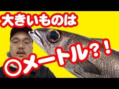 【魚図鑑　クロムツ】ルアー フィッシングやジギングで！ 岩礁や沖釣りでも釣れる！