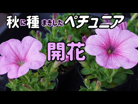 秋に種まきしたペチュニアが開花して3月終わりに定植しました