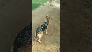 #punjabisong #doglover #dog #dogshorts #doglife #dogvideos #farming #farmequipmen #farmerslife