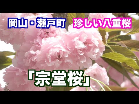 岡山・万富地区に咲く「宗堂桜」。珍しい名花です！【4K映像】（映像ジャーナリスト　宮﨑　賢）