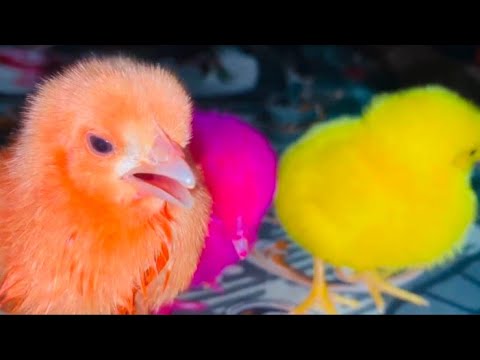 Small Cuties Colorful Chicken Chicks Walking Night - Razi Ali Vlogs