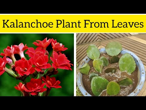 Kalanchoe Plant From Leaves | kalanchoe plant ko cutting se ugaye | kalanchoe Flowers