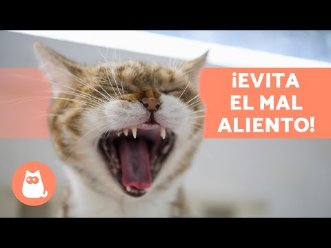 5 REMEDIOS CASEROS para el MAL ALIENTO en GATOS 🐱💨 | A mi Gato le Huele Mal la Boca 🤢