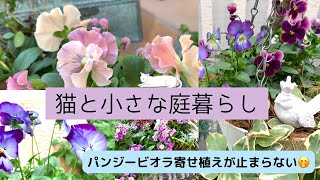 ＊ガーデン Vlog＊パンジービオラの寄せ植えが楽しすぎて💗購入品種の紹介🌸