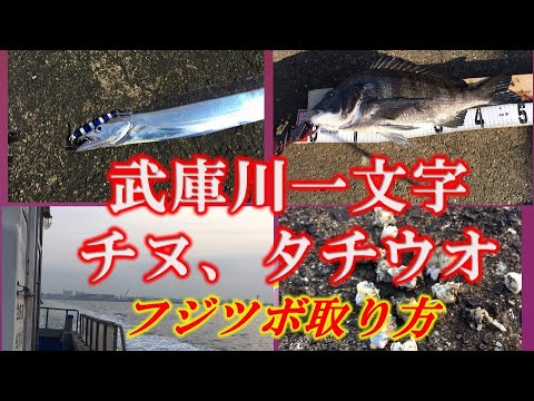 釣りの聖地、武庫川一文字　年なしチヌ！タチウオ、落とし込み釣り！フジツボの取り方と、ハマチ、サゴシを狙い釣り！