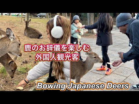 Polite Bowing Deer in Nara Park, Japan お辞儀する鹿　奈良公園 2023