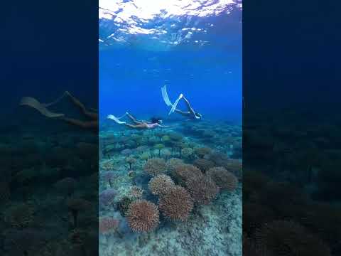 Mermaids in Coral Farm🧜‍♀️🧜‍♀️ #coral #mermaids #snorkeling #サンゴ #シュノーケリング #人魚 #沖縄本島