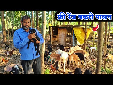 फ्री रेंज बकरी पालन | Free range goat farming in india | Manish kushwaha farming