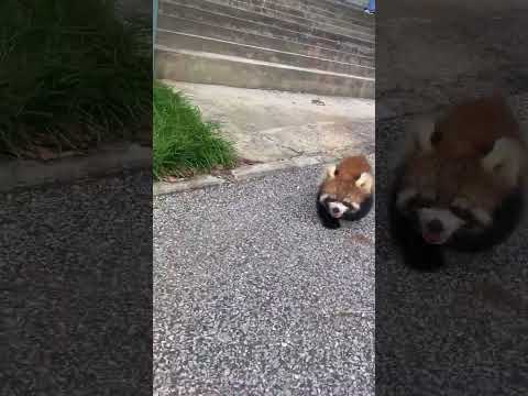 I'm going to be late for school. Run, red panda.