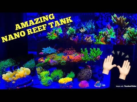 Colorful Nano Reef Tank (@Spacereef)