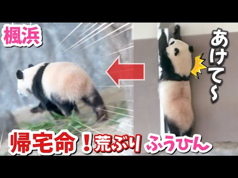 【パンダアイドル楓浜】落ちても平気🐼我が道を猛ダッシュで突き進む性格💦