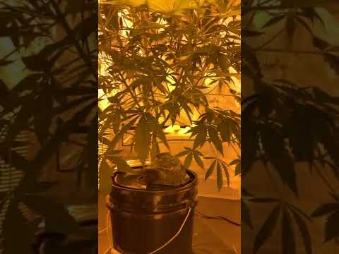 1000w HPS Vivosun 2 New Strains of 2022 DWC #shorts