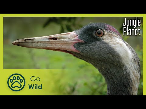 The Conquered Forest: Iberian Oak Forest | Jungle Planet 14/26 | Go Wild