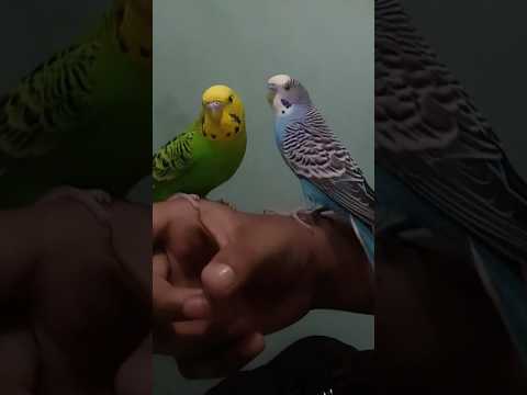 Hand tamed budgies || পোষা বাজরিগার পাখি #tamebird #budgies