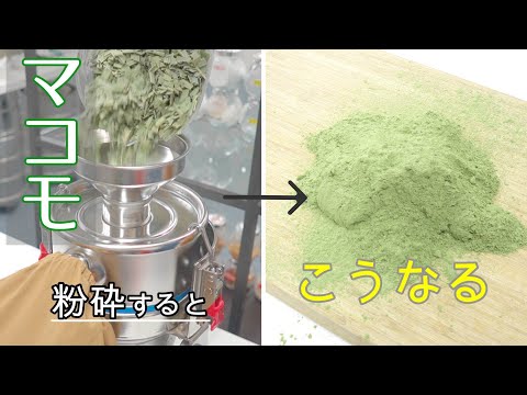 マコモを微粉砕のパウダーに！卓上微粉砕機での粉砕結果をチェック【ファインパウダーミル】