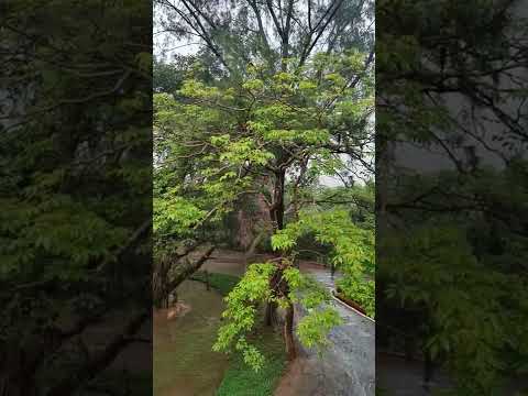 Heavy Summer Rains in Goa