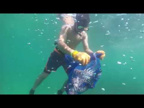 Diving for Lobster Off South Florida Beach