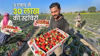 स्ट्रॉबेरी की खेती कैसे करें | Profitable Strawberry Farming Business Model Plant nursery India