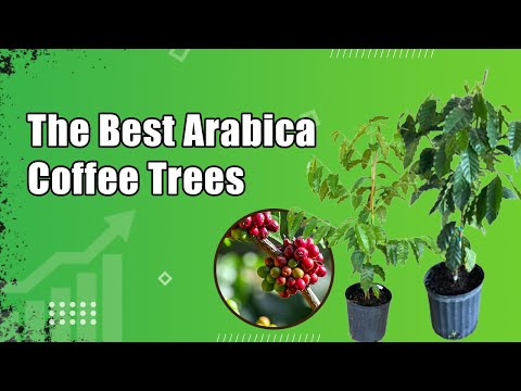 Best Arabica Coffee Trees for Caffeine Connoisseur: Everglades Farm