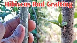 Hibiscus Bud Grafting Method With 100% Result