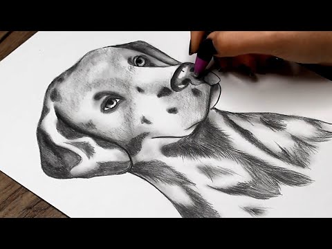 How to Draw a Realistic Dog with pencils | Step by Step Drawing for Beginners | Animal Sketch