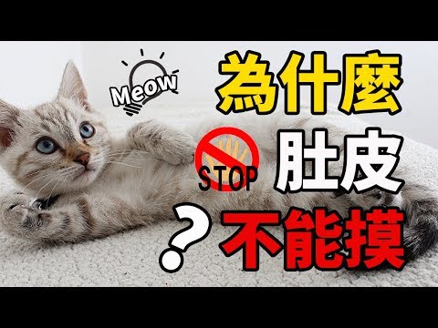 為什麼貓的肚子不能摸？學會這1招讓貓更愛你！