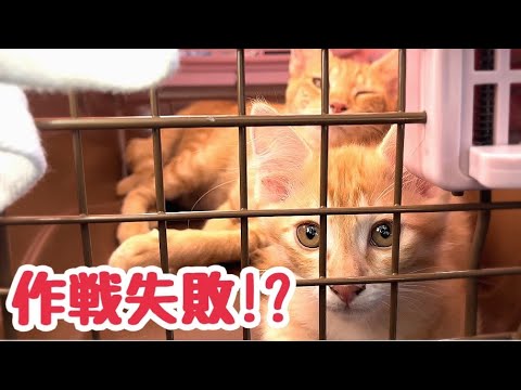 親子揃って初めてのワクチン 母猫のワガママBODY大作戦！が思わぬ結果に…