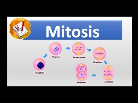 Mitosis : All Stages Simplified!