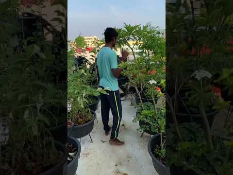 How to collect spinach seeds 😀