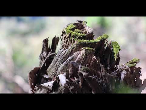 Kyoto to Lake Biwa hike