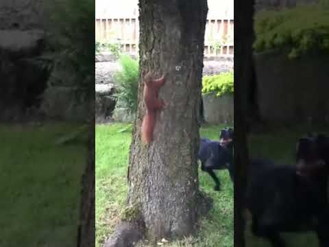 funny dog ​​and squirrel #animals #short