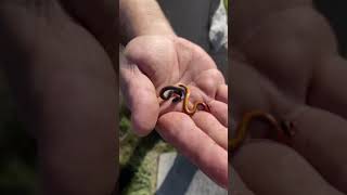 Smallest Snake on Earth 😱 #shorts