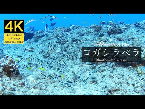 【4K 水中映像】アカモンガラの卵を襲うコガシラベラ / Bluntheaded wrasse / Thalassoma amblycephalum