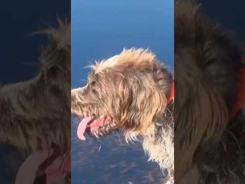 it’s hot but you make your wirehaired pointing griffon quail hunt anyway #wirehairedpointinggriffon