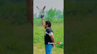 Dostana❤️🕊️#shorts #youtubeshorts #kabutar #kabutarstatus ##kabutarlover #trendingshorts #viral