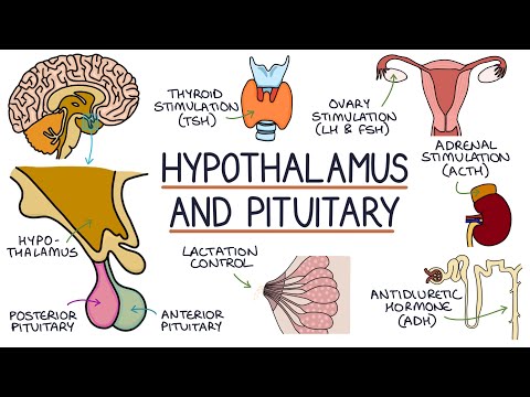 Understanding the Hypothalamus and Pituitary